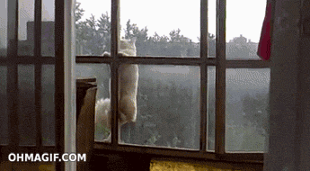 Windowsill cat GIF on GIFER - by Perilv