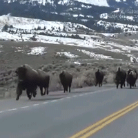 bison running gif