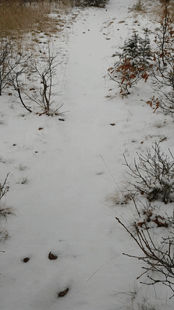 GIF snow footprints nothing - animated GIF on GIFER - by Balladodred