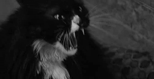 Hissing cat GIFs - Get the best gif on GIFER