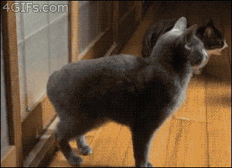 GIF cat animals door - animated GIF on GIFER - by Steeldefender