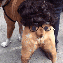Funny but true funny dog roald dahl GIF on GIFER - by Perilace