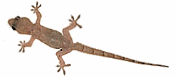 Lizards GIF on GIFER - by Beazedi
