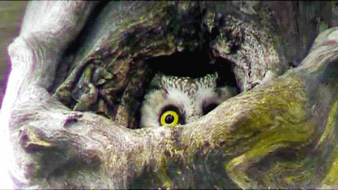 Featured image of post Angry Owl Gif These birds hunt at night and feed