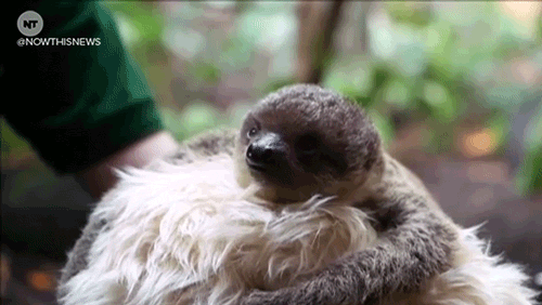 Baby sloth london now this news GIF on GIFER - by Kajigul
