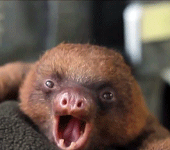 funny animals animal sloth gif