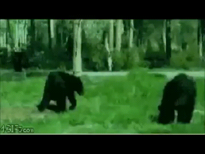 Медведь в трусах