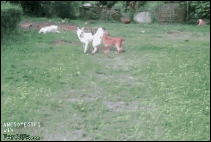 Como estais pasando la tarde?