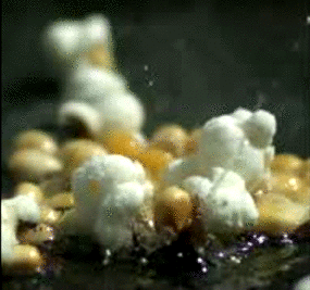 Popcorn popping GIF on GIFER - by Dizragore