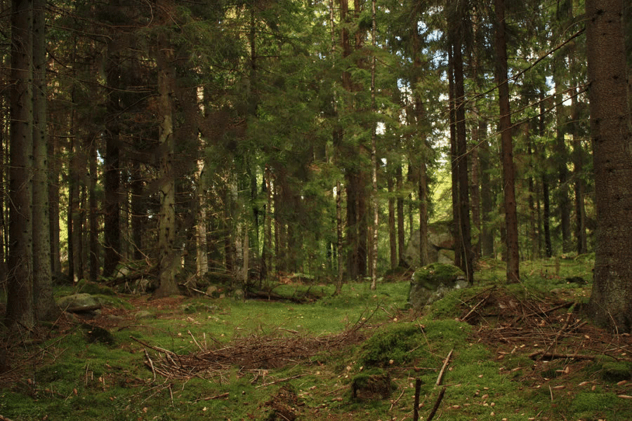 Forest GIF on GIFER - by Fearlessfang