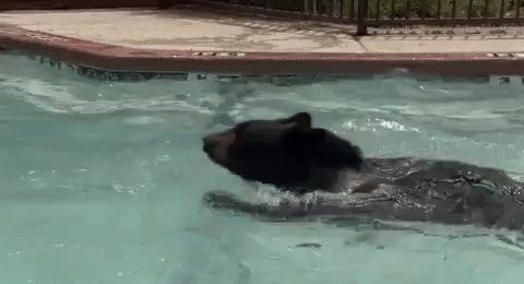 Borat bear swimming GIF on GIFER - by Darne