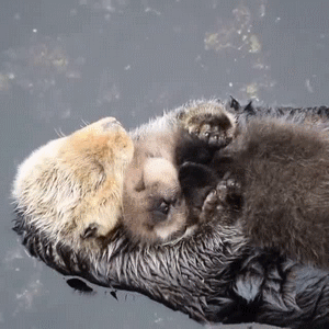 sea otter holding hands gif