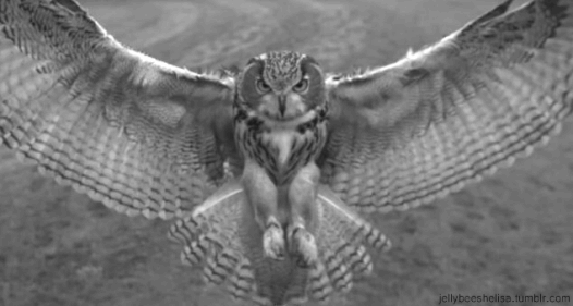 Owl Black And White Gif On Gifer By Rexmaster