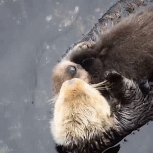 sea otter holding hands gif