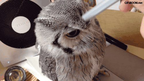 owl gif tumblr