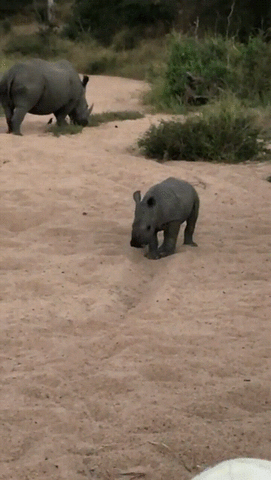2x0M.gif