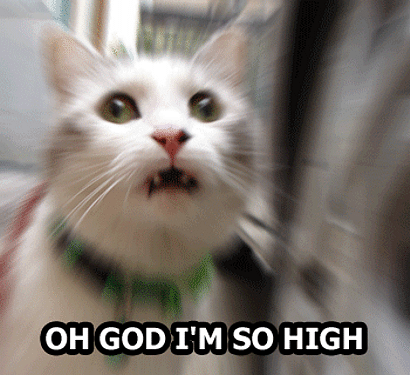 high cat meme