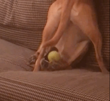 Гифка собака смешно dog playing гиф картинка, скачать анимир