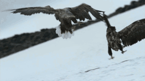 GIF philadelphia eagles - animated GIF on GIFER - by Burirana