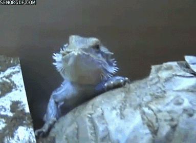 2zOp.gif