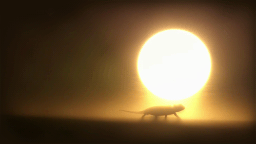 Animals nature lizards GIF on GIFER - by Goldenweaver