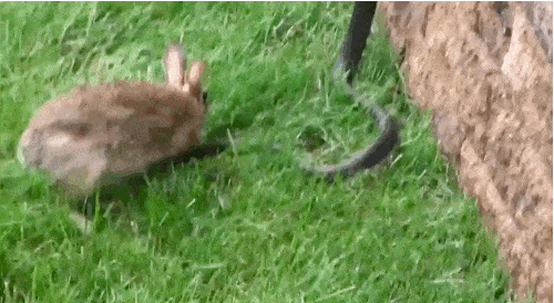 2zR5.gif
