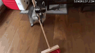 GIF brooms raccoon - animated GIF on GIFER - by Niswyn