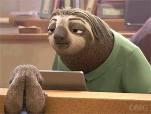 funny animals animal sloth gif