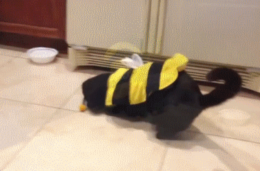 Bee bees cat costume GIF on GIFER - by Dalasius