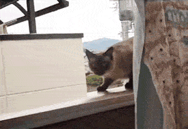 33LI.gif