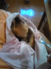34xT.gif