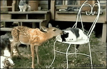 Deer animal friendship cat GIF on GIFER - by Felhage