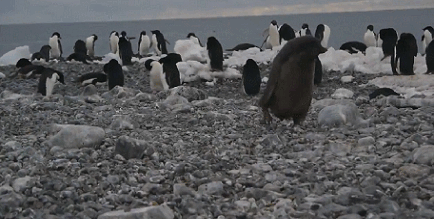 Club Penguin Dance Meme - GIF - Imgur