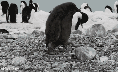 GIF birb penguins fat birds - animated GIF on GIFER - by Conjugrinn