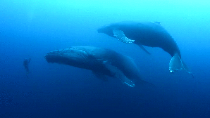 Humpback whale conservation
