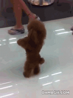 Like a boss poodle funny GIF on GIFER - by Tulkree