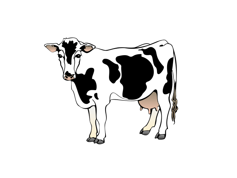 Cow GIFs - Get the best gif on GIFER