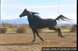 3ILc.gif