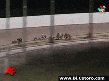 Greyhound rabbit race GIF on GIFER - by Ninin