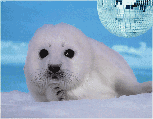 baby seals gif