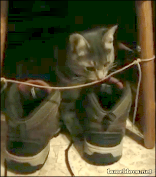 Gata shoes GIF on GIFER - by