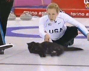 Cat curling GIFs - Get the best gif on GIFER