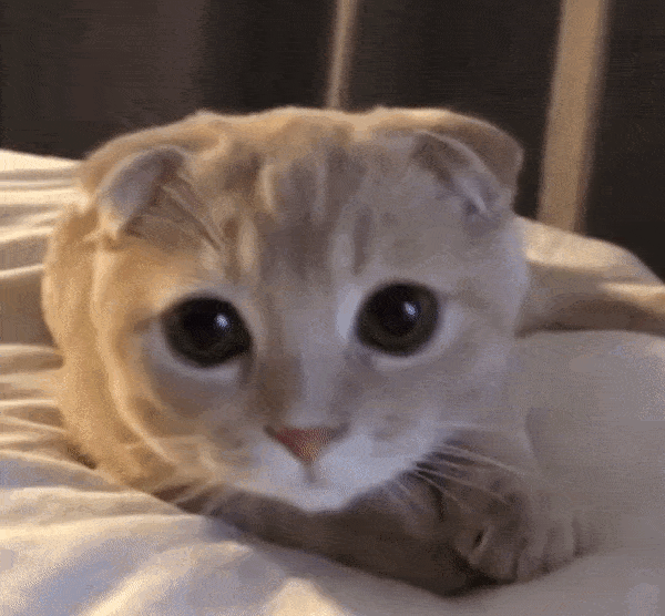 3OMmw.gif