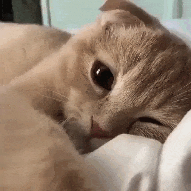 3OMmx.gif