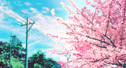 Cherry Blossoms Sakura Pink Flowers Aesthetic GIF