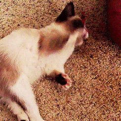 Grumpy cat GIF on GIFER - by Nuagelv