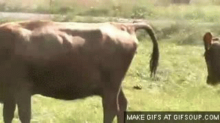 Animated GIF cow, free download. 