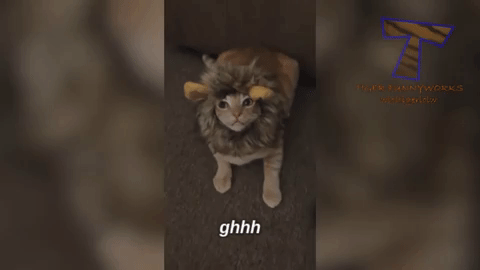 kitten hissing gif