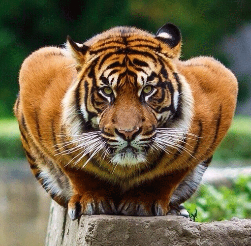 GIF Tiger Animated GIF On GIFER By Vikazahn 3RaI