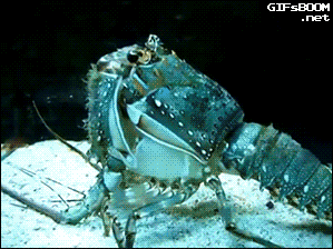 Animals lobster GIF on GIFER - by Kizilkree